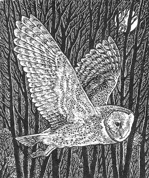 Barn Owl - Watergate Contemporary