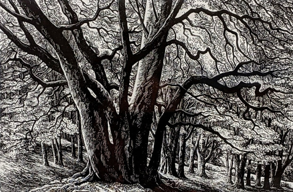 Edge of the Wood by Sue Scullard - Sue Scullard - Watergate Contemporary