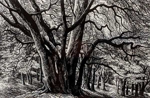 Edge of the Wood by Sue Scullard - Watergate Contemporary
