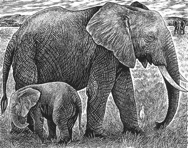 Elephant and Calf - Watergate Contemporary