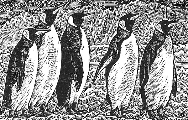 King Penguins - Sue Scullard - Watergate Contemporary