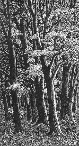 Tall Trees by Sue Scullard - Sue Scullard - Watergate Contemporary