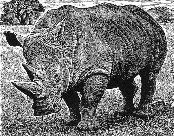 White Rhino - Sue Scullard - Watergate Contemporary