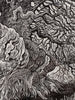 Weathered Chestnut by Sue Scullard