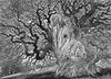 Weathered Chestnut by Sue Scullard